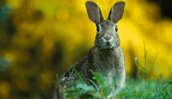 25 Curiosidades sobre los conejos que ni te imaginabas