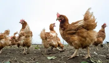 El Reino Unido pidió a los británicos que "no laven el pollo"