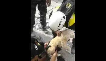 Estremecedor rescate de un perro atrapado bajo escombros
