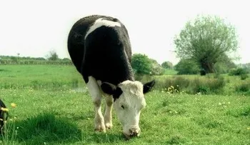 Una vaca que 