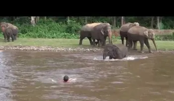 Esta elefanta se lanza a un río para salvar a un hombre (VIDEO)