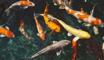 Unos peces congelados en pleno salto desconciertan a los científicos (Foto impresionante)