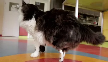 Bulgaria: un gato vuelve a caminar gracias a un par de patas biónicas