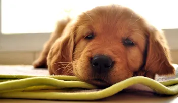 Si tu mascota hace esto llévalo cuanto antes al veterinario