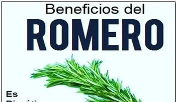 Dios Mío, no sabías que el romero fuera tan milagroso: Una planta perfecta para los desmemoriados?otros beneficios, sigue leyendo...
