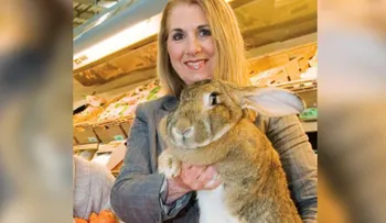 Simón, el que pudo haber sido el conejo más grande del mundo, murió durante un vuelo de United Airlines