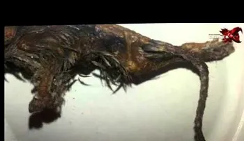 Criatura con parte ave y otra felino: creen puede ser un Grifo Mitológico (VIDEO)