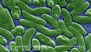 Dos muertos y once infectados en Florida por bacteria que devora la carne