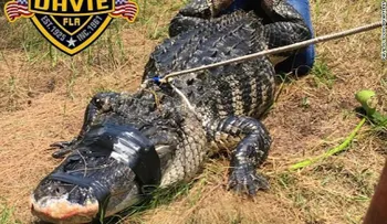 Una mujer muere por el ataque de un caimán en un parque natural de la Florida