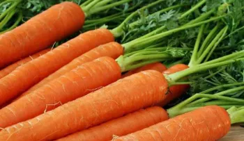 7 alimentos imprescindibles para tu dieta en vacaciones