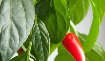 Mascarilla muy efectiva de pimiento rojo que quita manchas y arrugas a mujeres y hombres
