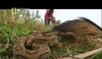 Animales más peligrosos del mundo india  (Video)