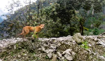 Redescubren medio siglo después, la raza de perro más rara y antigua del mundo 