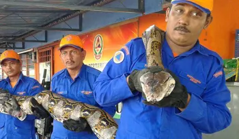 ¿Podría ser esta la serpiente más larga del mundo?