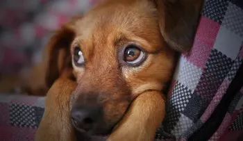 ¡No le ladres a tu perro! Expertos advierten de peligroso reto en TikTok