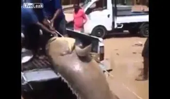 Atrapan un gigantesco pez en África occidental