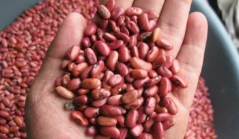 Por qué los granos enteros pueden sustituir la proteína de la carne roja