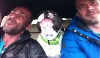 Perro Cantando Impresionante!!! (VIDEO)