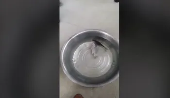 Sacan un pez del congelador y lo devuelven a la vida