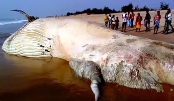 Asombro: hallan en una playa el cuerpo de la bestia más grande de los mares