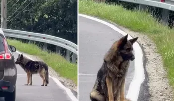 Atlas, el pastor alemán abandonado en una ruta de Polonia, esperó dos semanas a su familia y fue rescatado