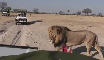 Mató al león más amado de África y ahora es el más odiado de Facebook