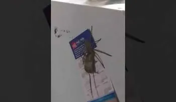 Una cacata arrastrando un ratón