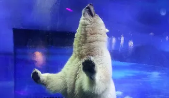 El oso polar más triste del mundo tiene un nuevo hogar temporal