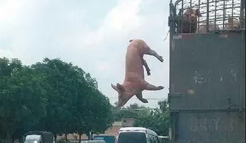 Video: Un cerdo huye de la muerte para no ir al matadero 