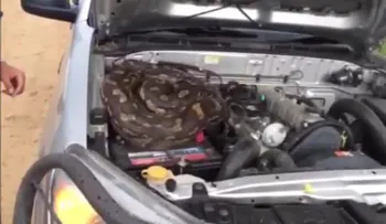 Hombre encuentra enorme pitón en el motor de su auto