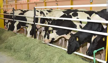 La estrategia de Qatar para enfrentar la escasez de leche: importar vacas