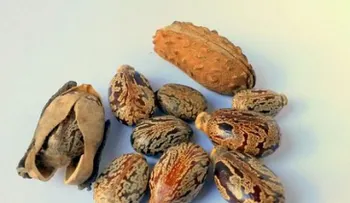 Aceite de ricino: indicaciones y contraindicaciones