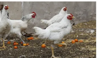 Gripe aviar obliga a confinar aves en 1,200 municipios de España