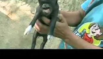Nacimiento de cerdito con cabeza humana acapara la atención (VIDEO)