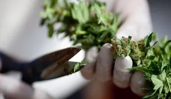 México toma pasos para legalizar uso medicinal de la marihuana 