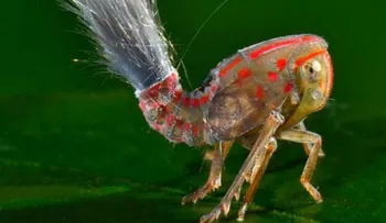 ¿Sabes que es una ninfa?