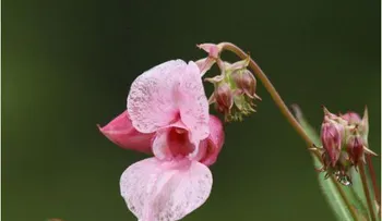 Las flores de Bach, esencias para curar el alma