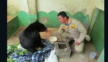 Oso que había sido dado por muerto recibe una segunda oportunidad en refugio boliviano