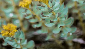 Estos son los efectos calmantes de té de Rhodiola