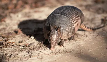 Hombre le dispara a un armadillo y bala impacta a su suegra