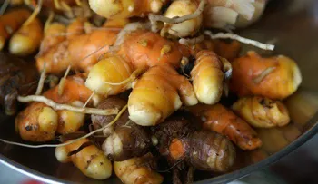 Cómo cultivar cúrcuma fácilmente en casa
