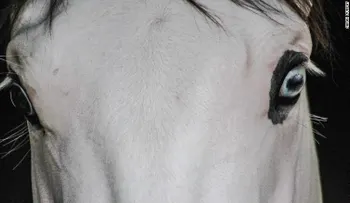 Southern Phantom: el caballo de rostro blanco del que todos hablan