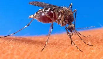 Aedes Aegypti y la chikungunya