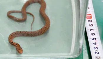 Serpiente a bordo: reptil ocasiona parada de emergencia en un tren de Japón