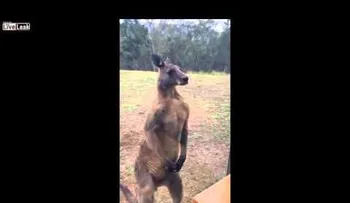 VIRAL: Un canguro se encuentra con un rival invencible y esto le pasó
