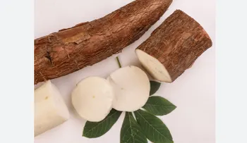 Alimentos mortales que aún se consumen en el mundo
