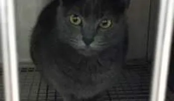 Gato enloquece y ataca a sus dueños en Florida