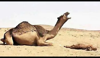 Un camello ataca brutalmente a su dueño en la India