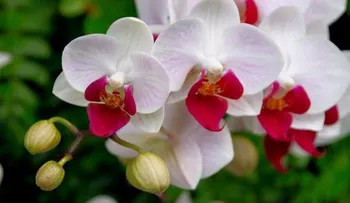 Feria presenta cursos gratuitos sobre cuido casero de plantas vivas