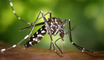 Unos 1.000 millones de personas podrían padecer dengue por cambio climático